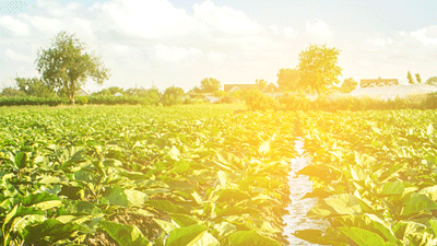 La transformación de los sistemas agroalimentarios: una visión desde las Américas